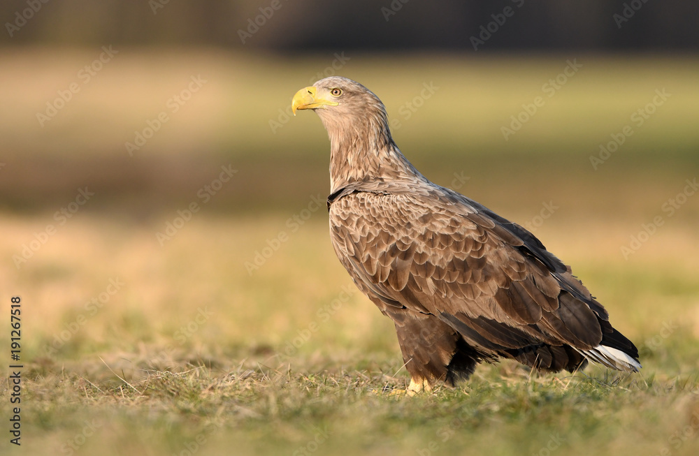 White tailed eagle (Haliaeetus albicilla) White tailed eagle (Haliaeetus albicilla)