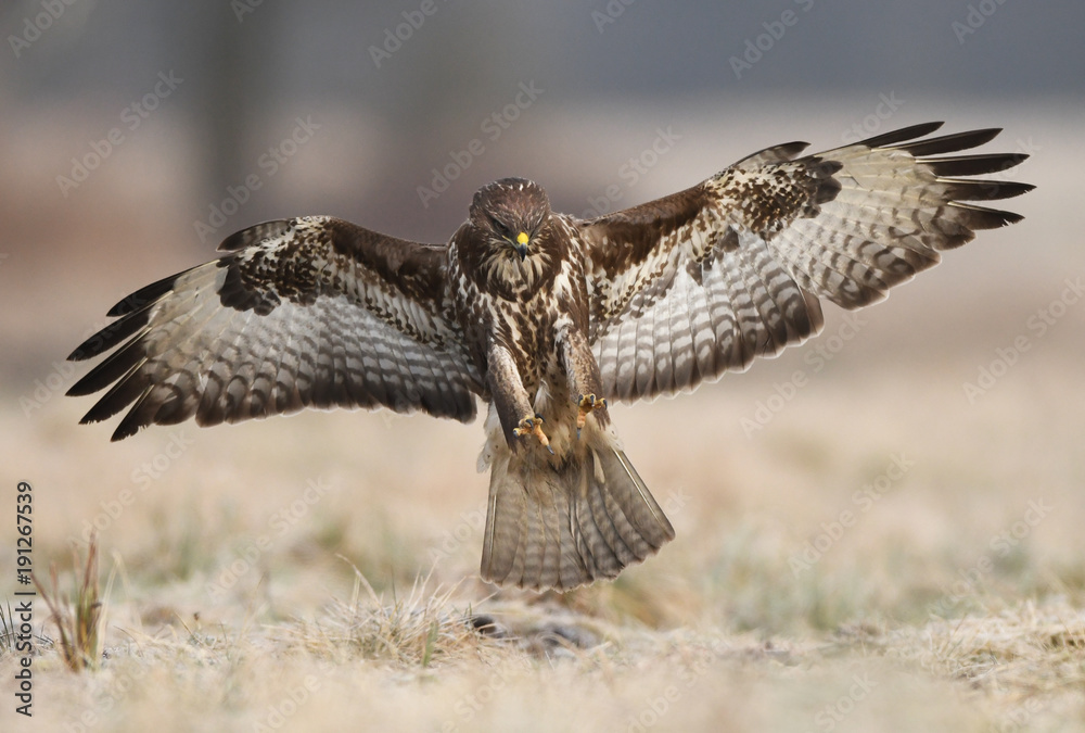 Fototapeta premium Common buzzard (Buteo buteo)