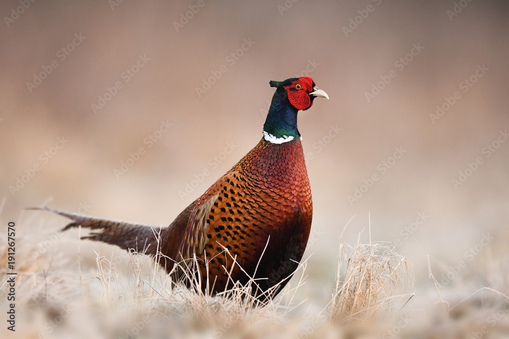 Fototapeta premium Ringneck Pheasant (Phasianus colchicus)