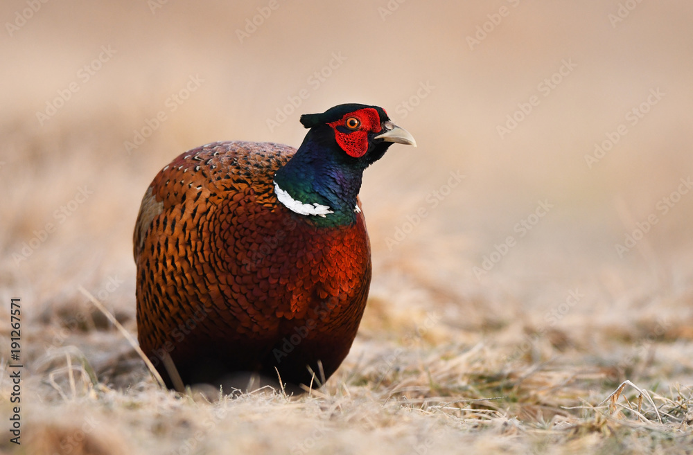 Fototapeta premium Ringneck Pheasant (Phasianus colchicus)