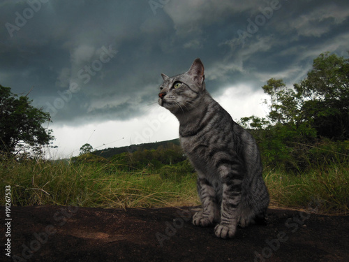 Gato observando a formação da tempestade