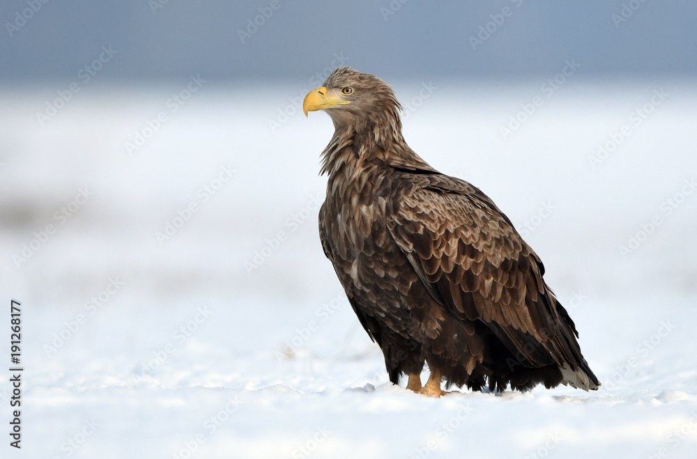 White tailed eagle (Haliaeetus albicilla) White tailed eagle (Haliaeetus albicilla)