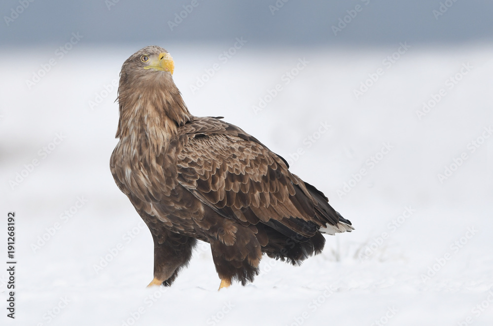White tailed eagle (Haliaeetus albicilla) White tailed eagle (Haliaeetus albicilla)