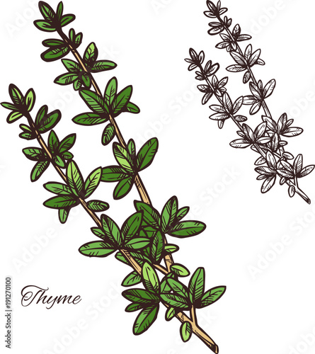 Thyme spice herb sketch of green branch with leaf
