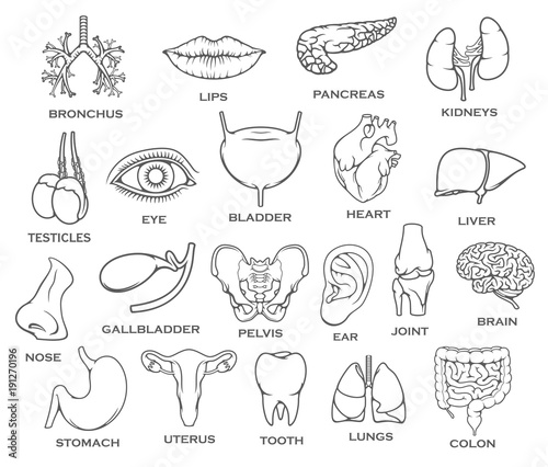 Human organ, body part, bone and joint line icon