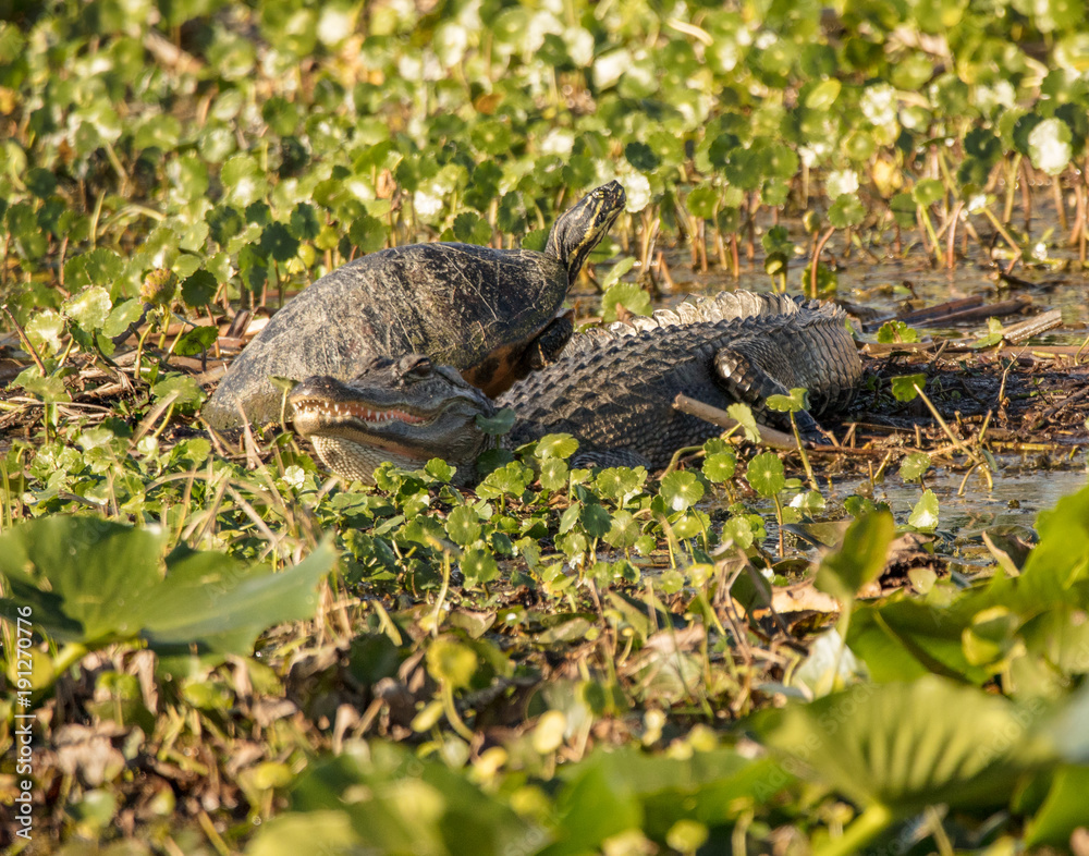 alligator and turtle can be friends in nature alligator and turtle can be friends in nature