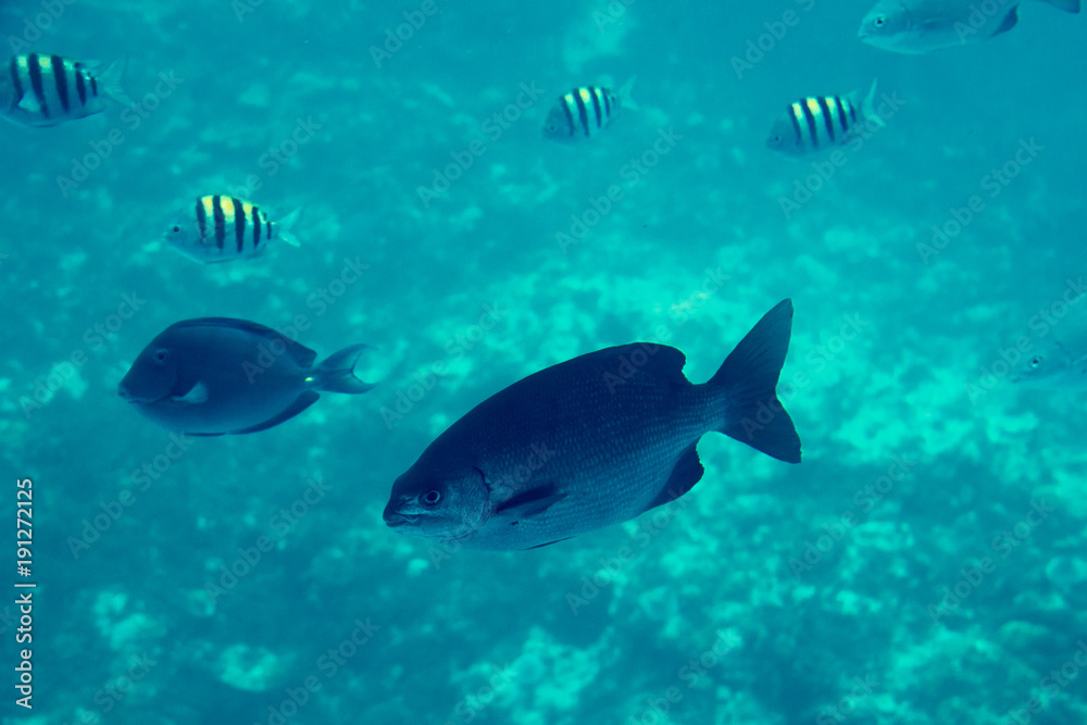 Fototapeta premium Peces en el mar