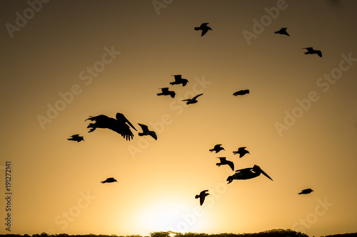 Pelican and other sea birds flying silhouetted against orange sky © HollyHarry