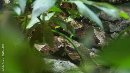 Copperhead Snake Hiding in Plants, 4K