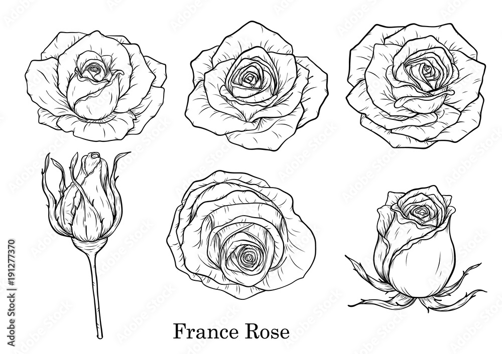 Rose vector set by hand drawing.Beautiful flower on white background