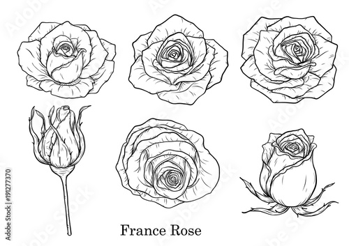 Wallpaper Mural Rose vector set by hand drawing.Beautiful flower on white background.Rose art highly detailed in line art style.France rose for wallpaper. Torontodigital.ca