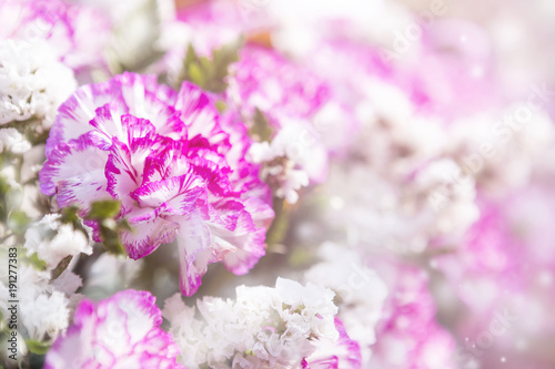 Closeup Pink and white carnation flower over blurred flower background  outdoor day light 