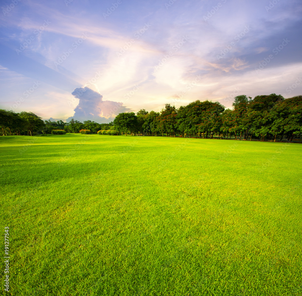 Beautiful Green Grass Field Public Park Against Morning Sky Background