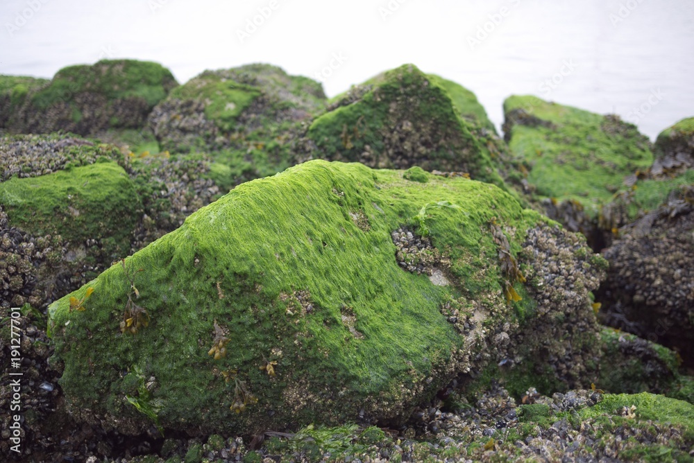 Mossy rocks on the coast in France