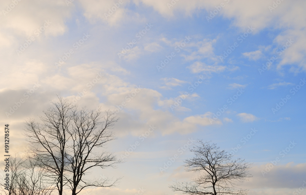 冬　空　雲　木　素材