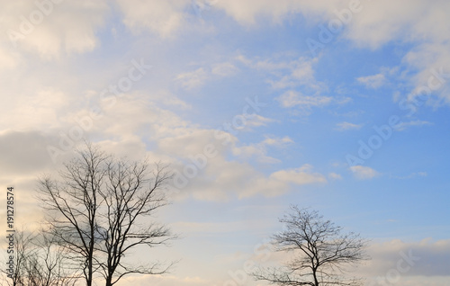 冬　空　雲　木　素材