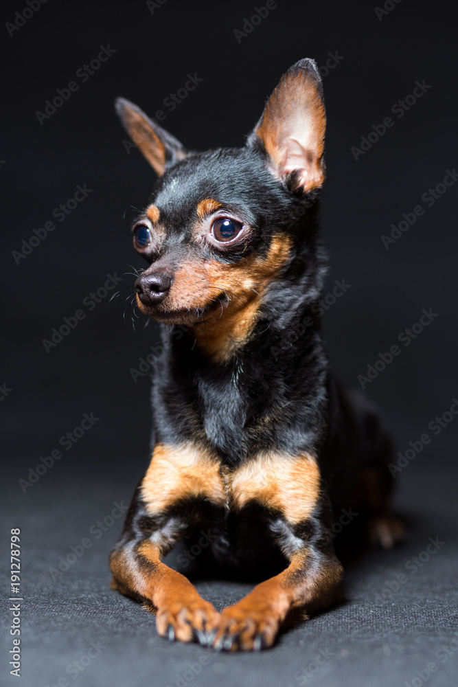 Dog Toy Terrier in black on a black background Dog Toy Terrier in black on a black background