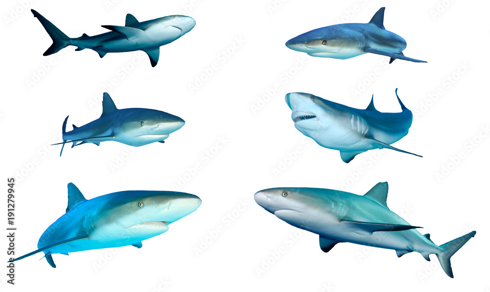 Fototapeta premium Wycięcie rekina na białym tle. Karaiby i szare rekiny rafowe na białym tle