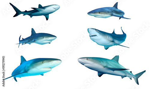 Sharks cutout on white. Caribbean and Grey Reef Sharks isolated