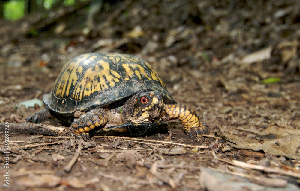 Forest Turtle West Virginia Forest Turtle West Virginia
