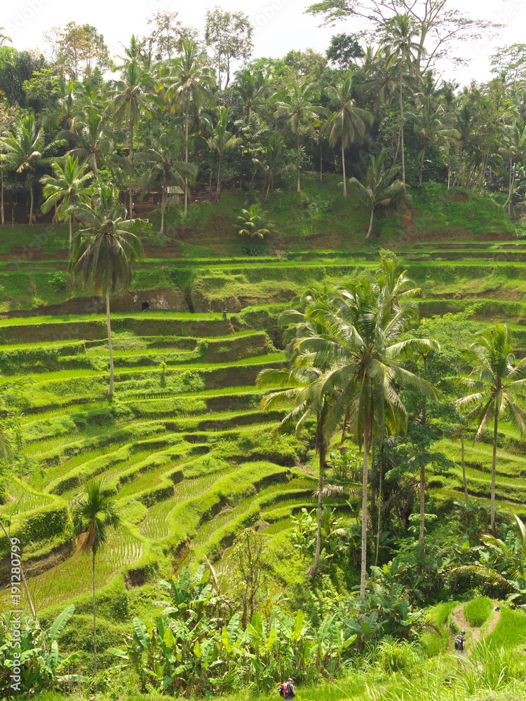 Bali,Indonesia-October 3, 2016: Rice Terrace at Tegalalang village, Bali