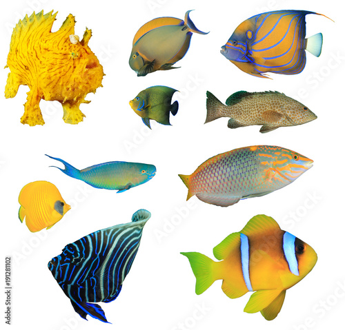 Collection fish cutouts. Tropical reef fish combo isolated on white background. Asia Pacific reef fish