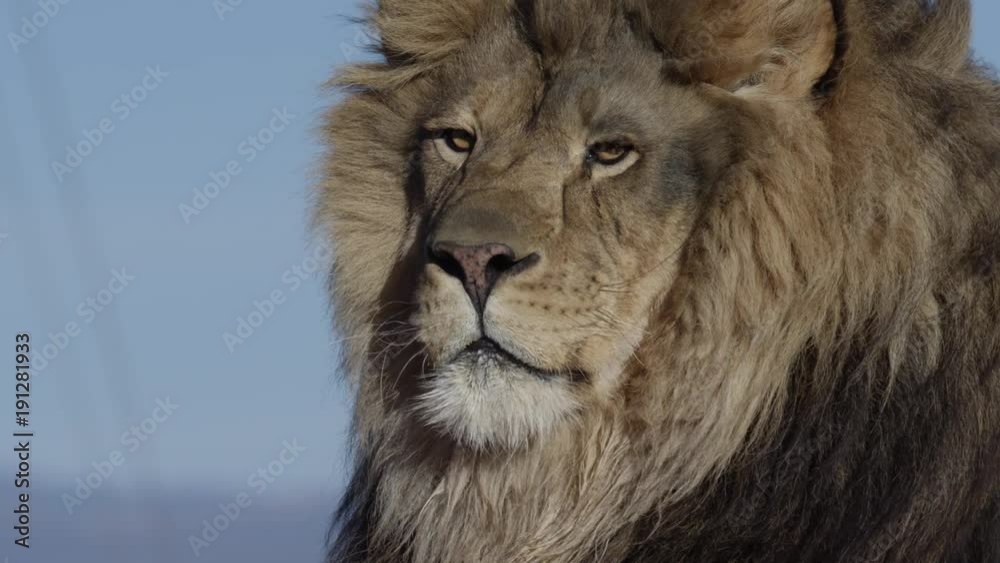 Lion in slow motion looks at camera Lion in slow motion looks at camera