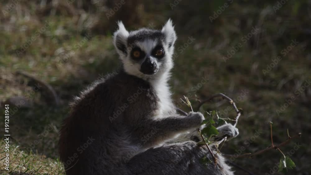 Lemur snacking on twigs in the sunshine Lemur snacking on twigs in the sunshine