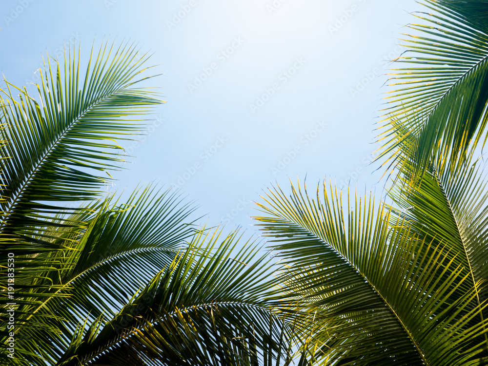 green coconut palm leaf against blue sky with bright sun light nature background . green coconut palm leaf against blue sky with bright sun light nature background .