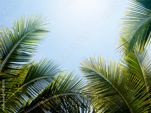 green coconut palm leaf against blue sky with bright sun light nature background .