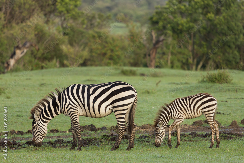 zebra on the grasslands of the Maasai Mara, Kenya zebra on the grasslands of the Maasai Mara, Kenya