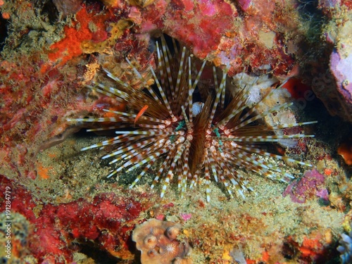 Sea urchin