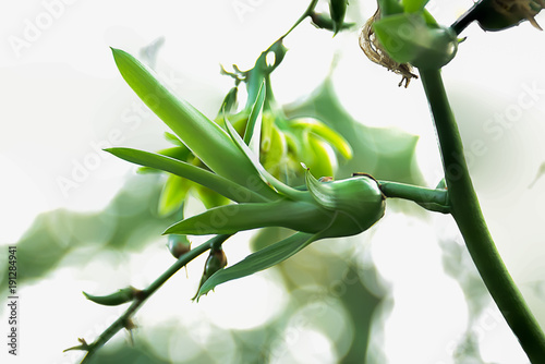 Caribbean agave photo