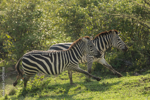 two zebras running on the grasslands of the Maasai Mara  Kenya