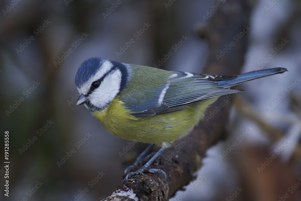 Fototapeta premium Eurasian blue tit (Cyanistes caeruleus)