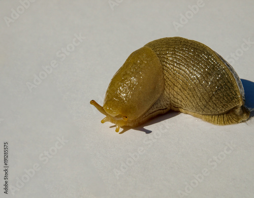 Banana Slug (Ariolimax columbianus)
A large Banana slug on a white background. photo