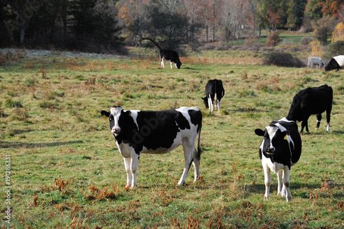 Group of cows in the grass field in the pasture