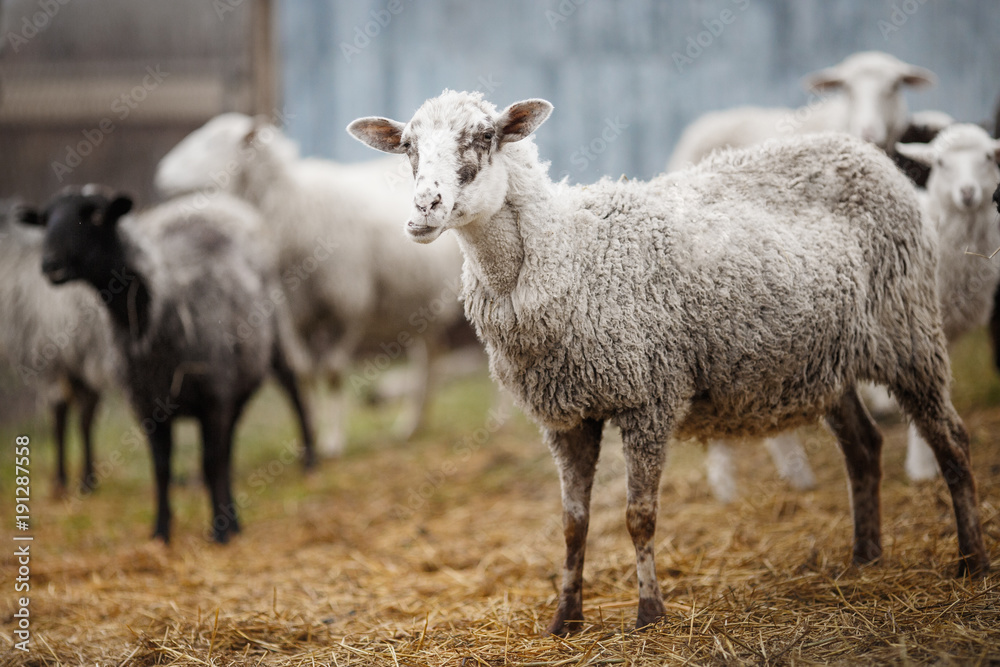 Obraz premium white sheep chewing hay. ruminant cloven-hoofed animals.