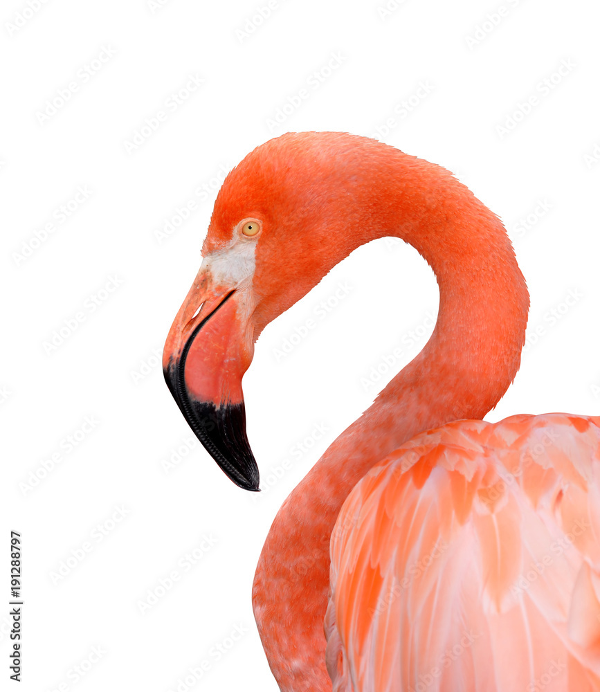 Fototapeta premium Portrait of a flamingo isolated on a white background.