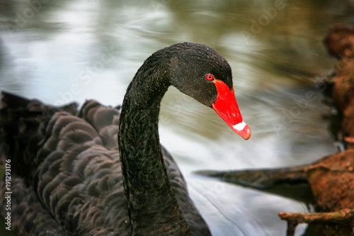 Slika na platnu Black swan