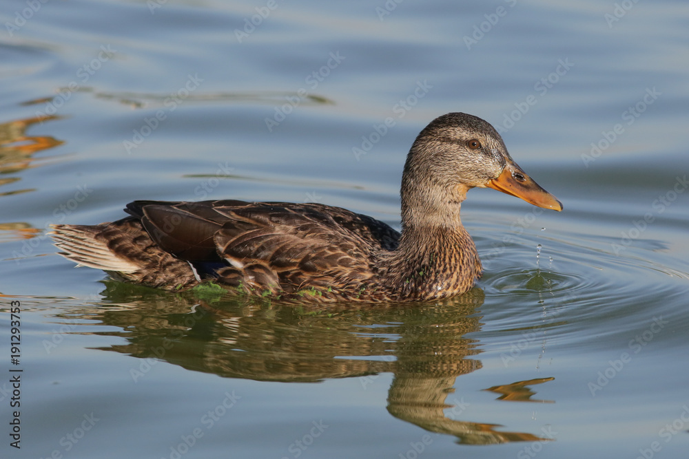 duck, bird, water, lake, mallard duck, bird, water, lake, mallard