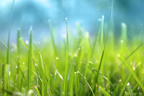 Grass. Fresh green spring grass with dew drops closeup. Sun. Soft Focus. Abstract Nature Background