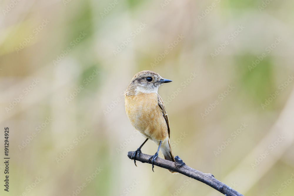 Cute little female Siberian stonechat or Asian stonechat perching on tree branch , Thailand Cute little female Siberian stonechat or Asian stonechat perching on tree branch , Thailand