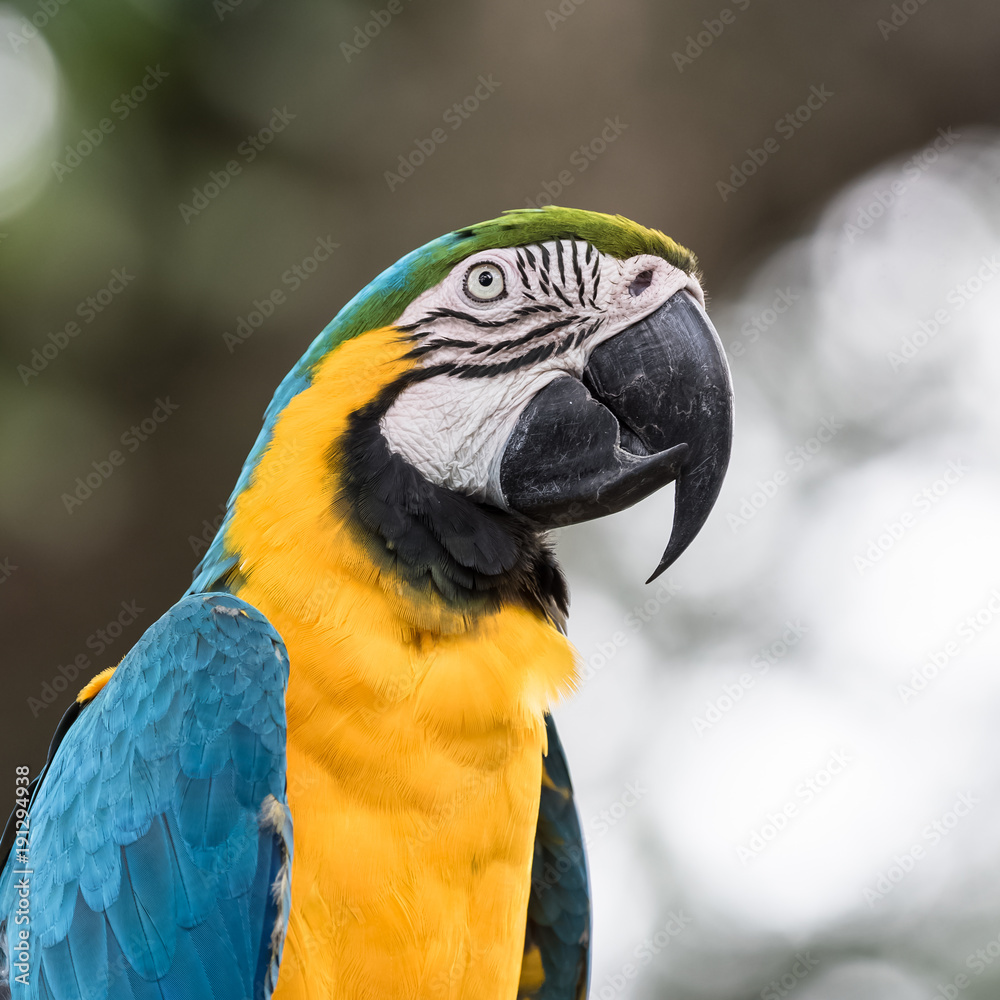 Blue-and-yellow Macaw, beautiful parrot perched on a branch, head
Blue-and-yellow Macaw, beautiful parrot perched on a branch, head