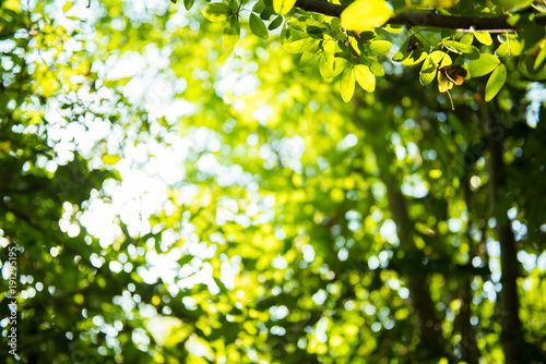 beautiful Natural green leaf and abstract blur bokeh light background.