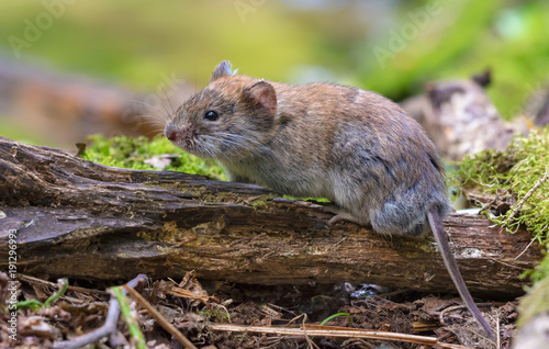 Bank vole posing on old deadwood branch in summer forest photo