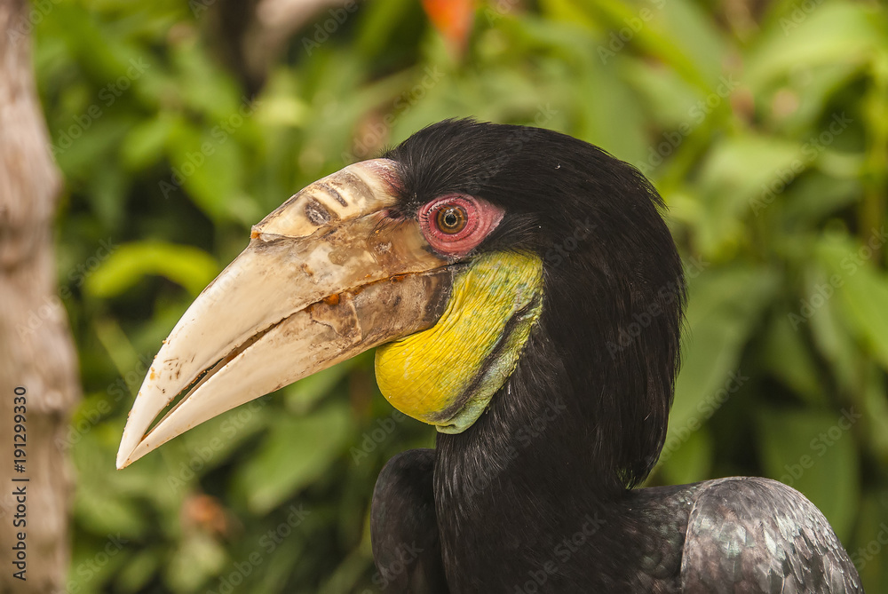Obraz premium A close view of an exotic black hornbill