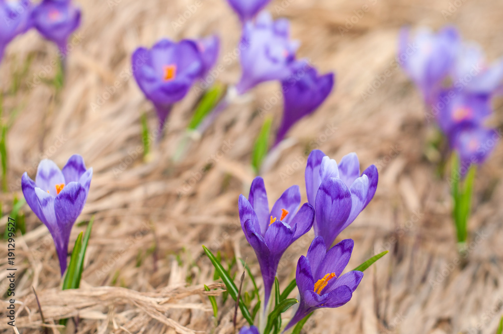 Alpine crocuses blossom in the mountains of the Carpathians on top of the mountain. Fresh beautiful purple crocuses. Flowering blue crocus in summer. Alpine crocuses blossom in the mountains of the Carpathians on top of the mountain. Fresh beautiful purple crocuses. Flowering blue crocus in summer.