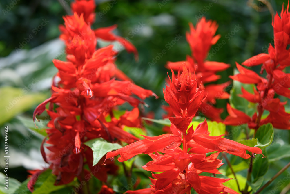 Salvia splendens flowers Salvia splendens flowers