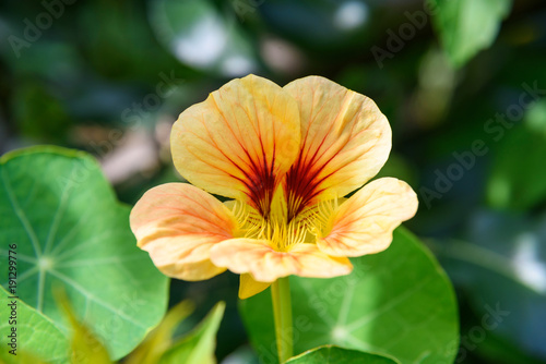 Orange Nasturtium flower. Tropaeolum majus © Elena Odareeva
